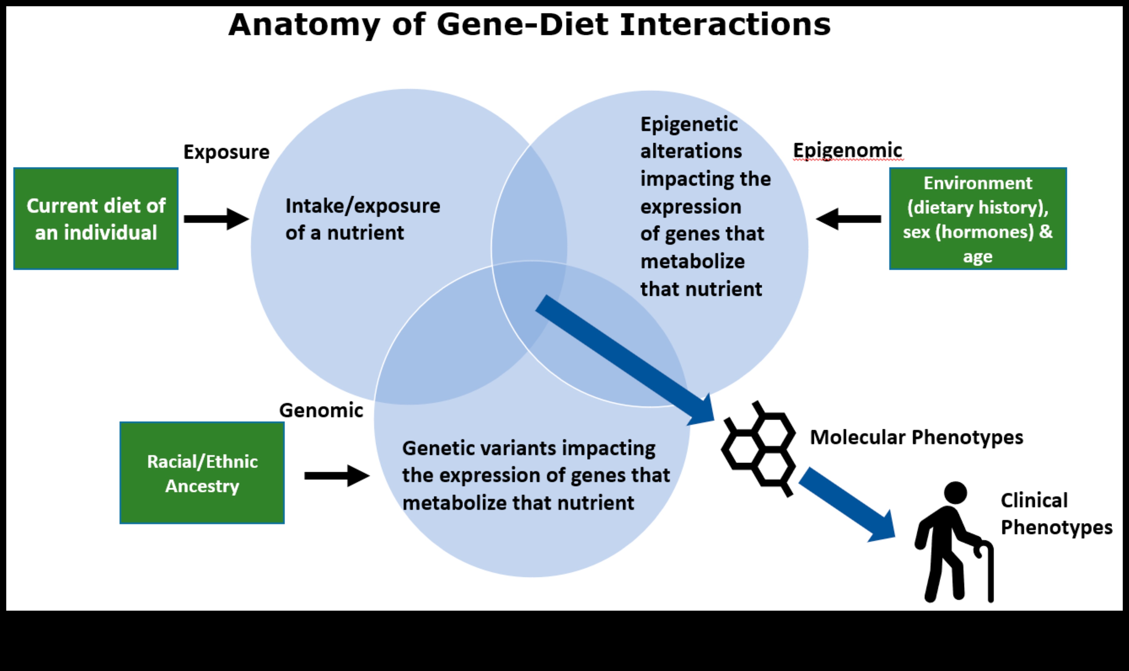 Alimentație cu precizie: adaptarea dietelor cu înțelepciunea nutrigenomică