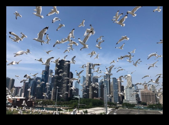 Păsările din spațiile urbane care se adaptează la viața orașului 2 Păsări în spațiile urbane: adaptarea la viața orașului