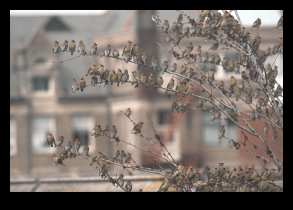 Păsările din spațiile urbane care se adaptează la viața orașului 5 Păsări în spațiile urbane: adaptarea la viața orașului