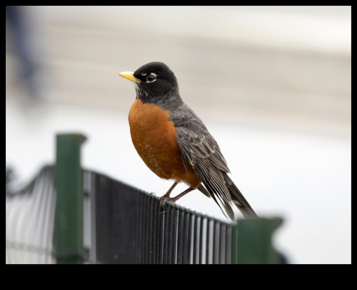 Păsările din spațiile urbane care se adaptează la viața orașului 4 Păsări în spațiile urbane: adaptarea la viața orașului