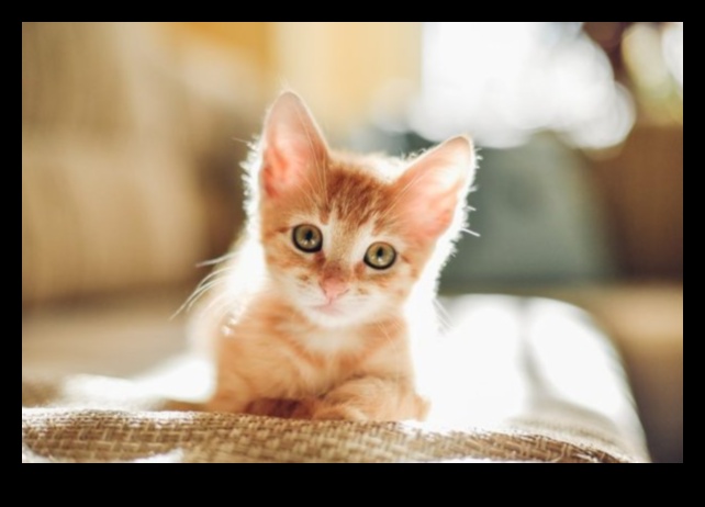 Însoțitori drăgălași care construiesc legături puternice cu mai multe pisici 5 Însoțitori drăgălași: construiți legături puternice cu mai multe pisici