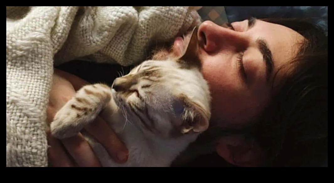 Însoțitori drăgălași care construiesc legături puternice cu mai multe pisici 2 Însoțitori drăgălași: construiți legături puternice cu mai multe pisici