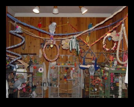 Casa de joacă pentru petreceri cu papagali, care creează un spațiu festiv pentru păsări 4 Casa de joacă pentru petrecerea papagalilor: crearea unui spațiu festiv pentru păsări