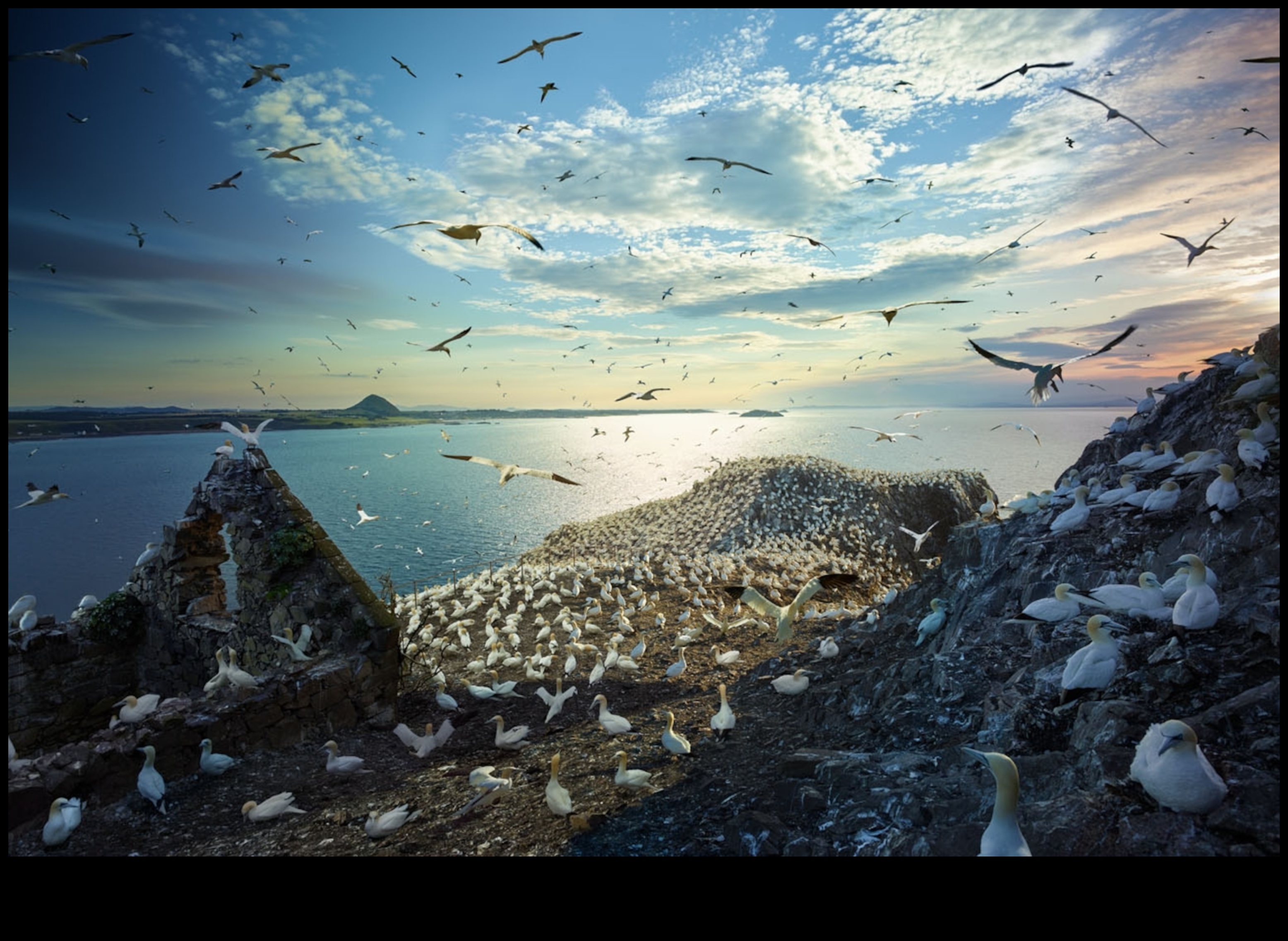 Migrație Mistere Călătoriile incredibile ale păsărilor migratoare 2 Migration Mysteres: The Incredible Journeys of Migratory Birds