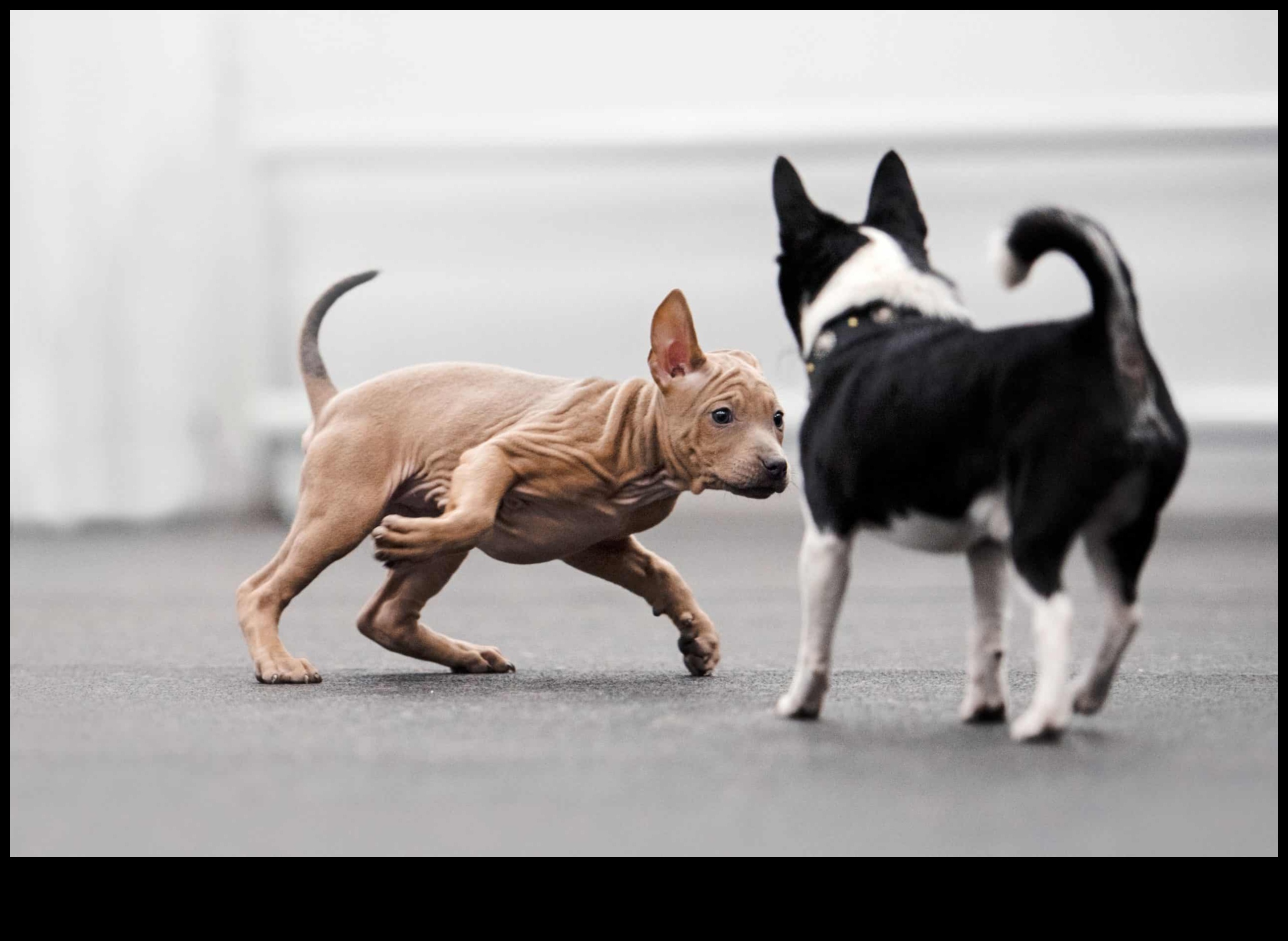 Pocket Pet Playdate: Socializarea animalelor mici pentru companie