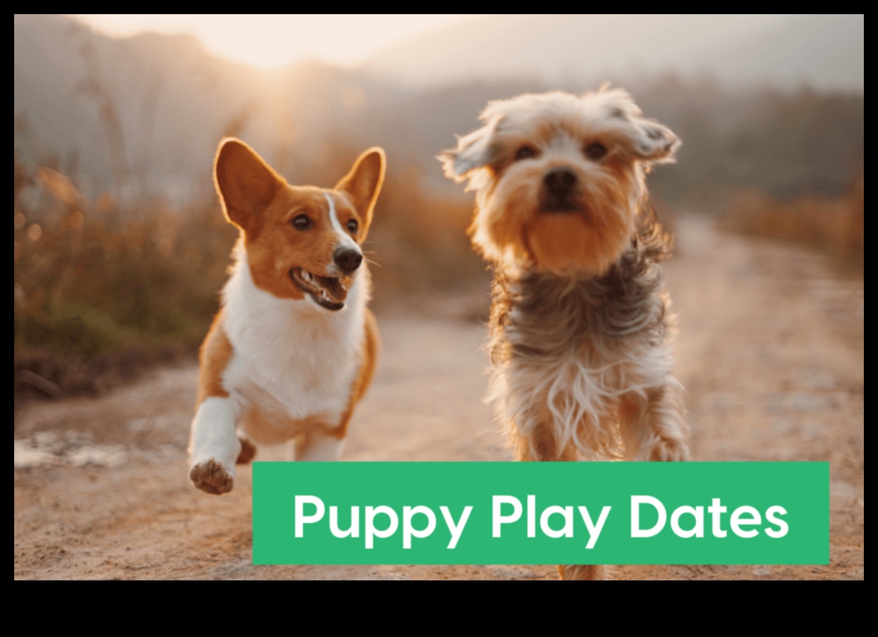 Pocket Pet Playdate: Socializarea animalelor mici pentru companie