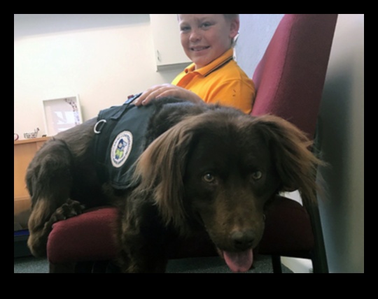 Cariere canine: dezlănțuirea potențialului câinilor de lucru