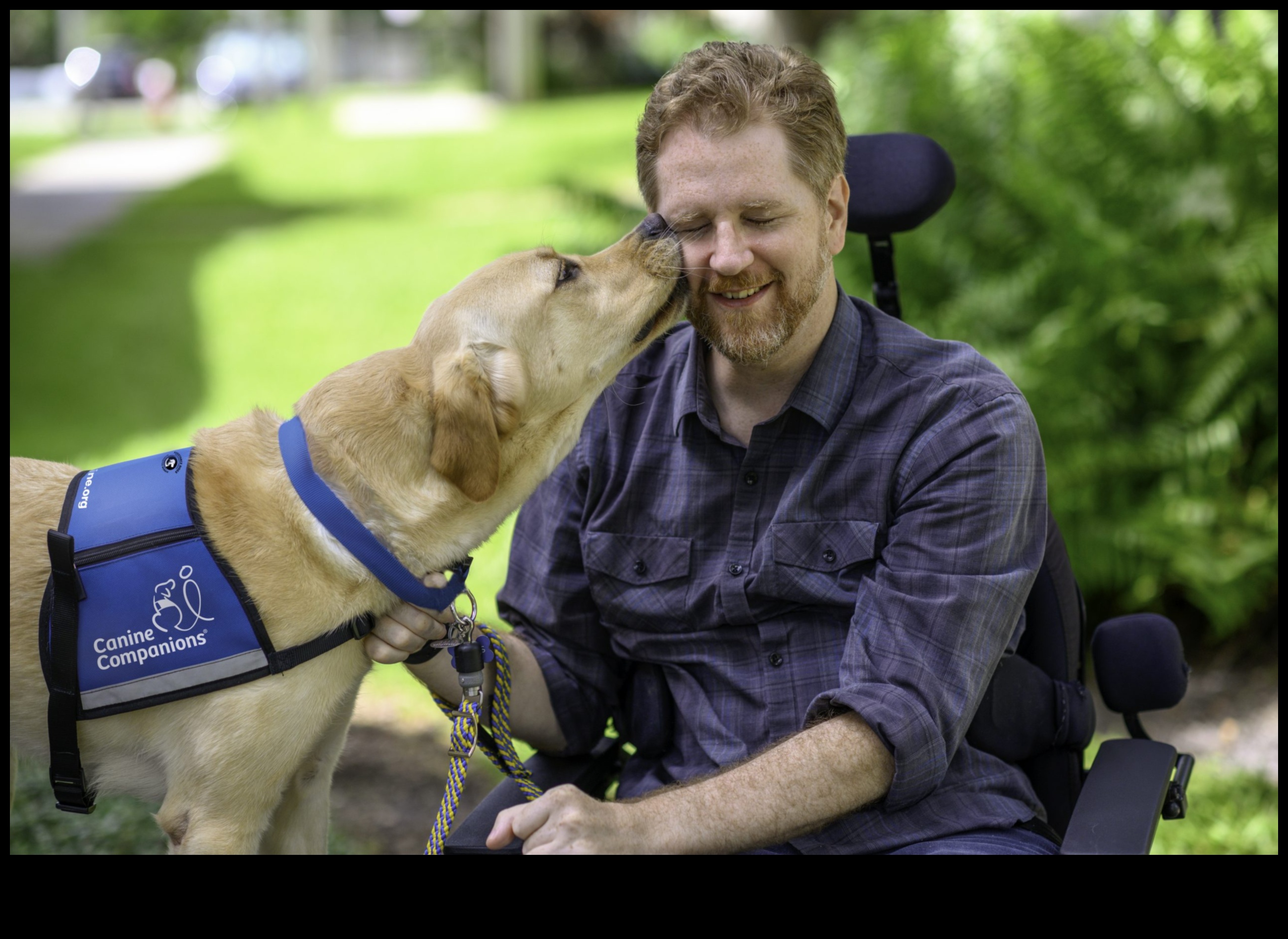 Cariere canine: dezlănțuirea potențialului câinilor de lucru