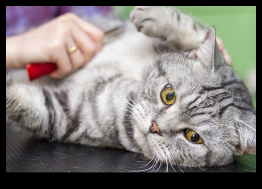 Grooming Guru: Sfaturi pentru a menține blana pisicii dvs. sănătoasă și strălucitoare