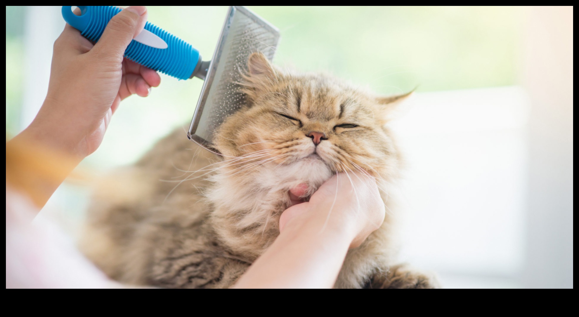Grooming Guru: Sfaturi pentru a menține blana pisicii dvs. sănătoasă și strălucitoare