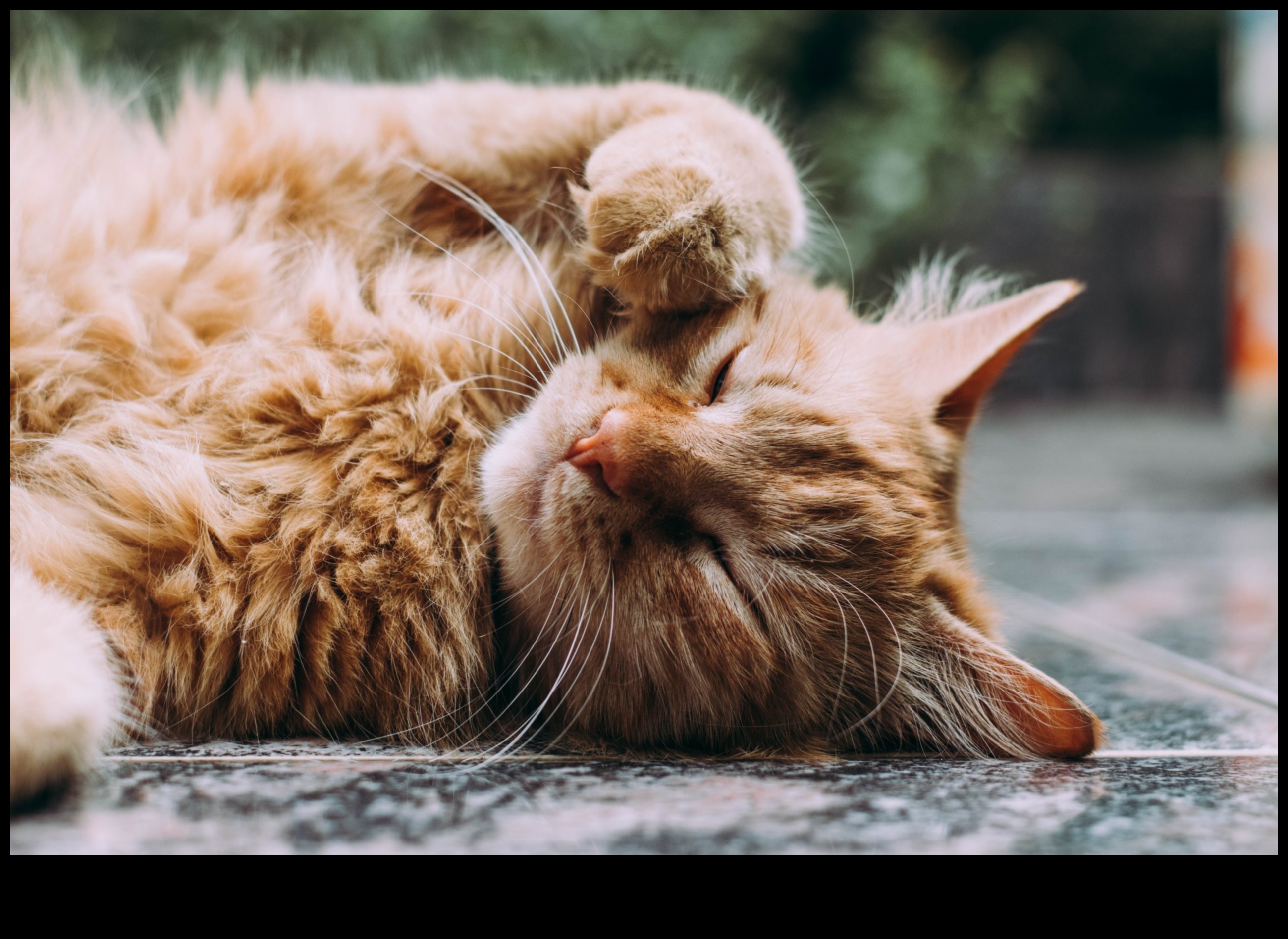 Grooming Guru: Sfaturi pentru a menține blana pisicii dvs. sănătoasă și strălucitoare