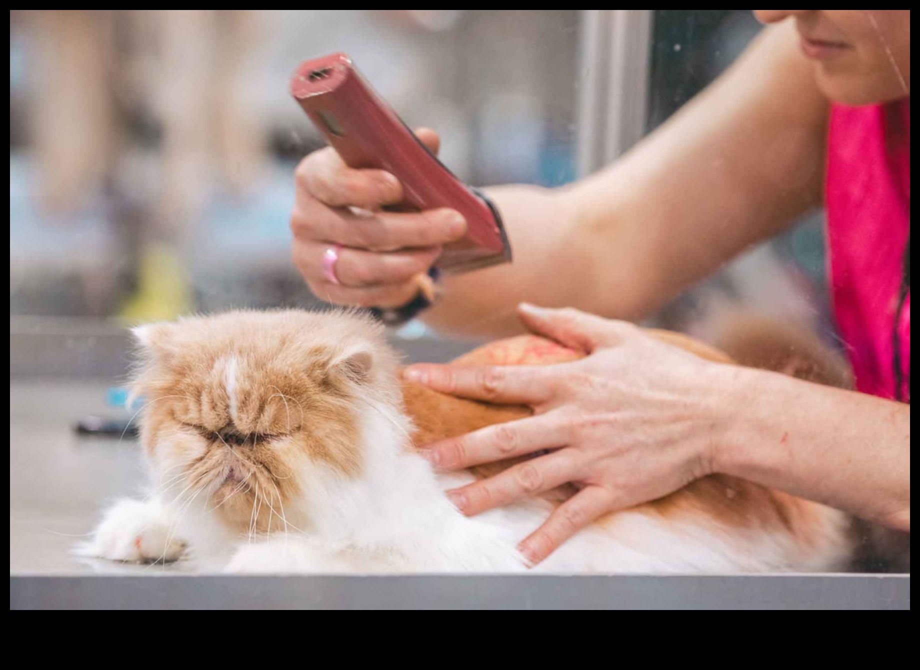 Grooming Guru: Sfaturi pentru a menține blana pisicii dvs. sănătoasă și strălucitoare