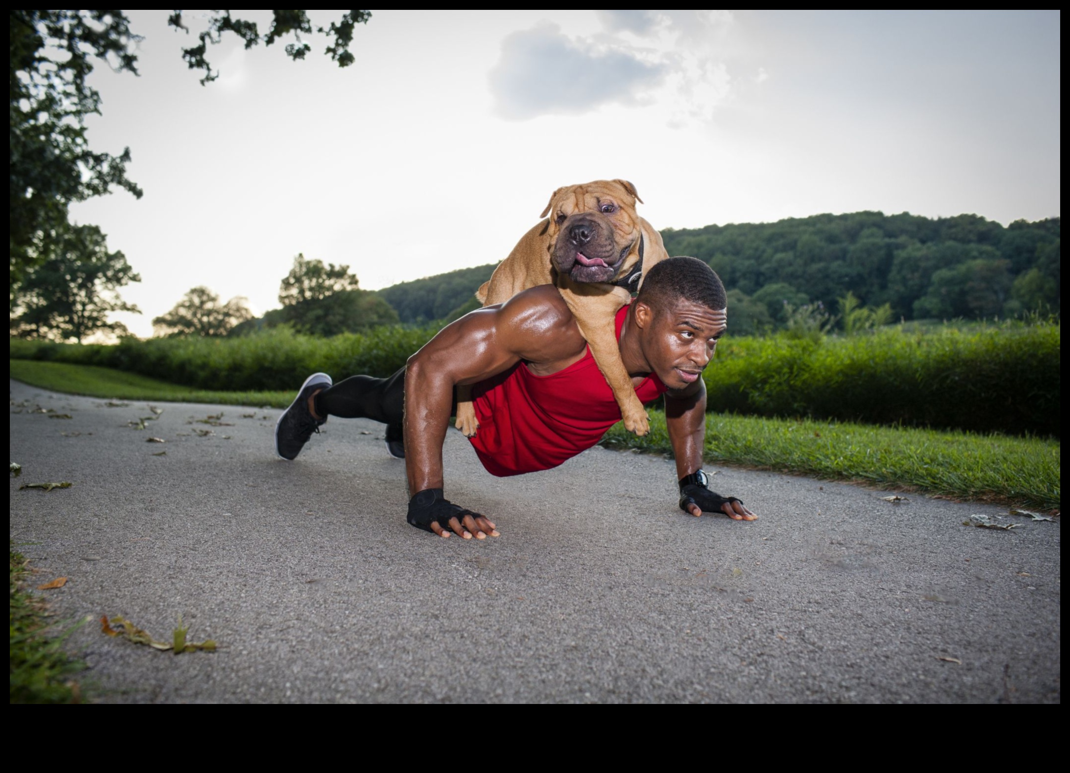 Canine Cardio Menținerea câinelui în formă cu exercițiul distractiv 2 Canine Cardio: Menține-ți câinele în formă cu exerciții distractive