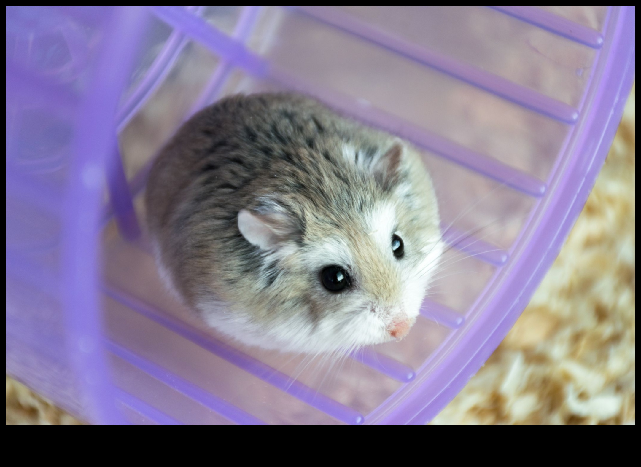 Continuarea rasei de hamsteri cu soiuri și caracteristici mai puțin cunoscute 3 Rase de hamsteri Continuare: soiuri și caracteristici mai puțin cunoscute