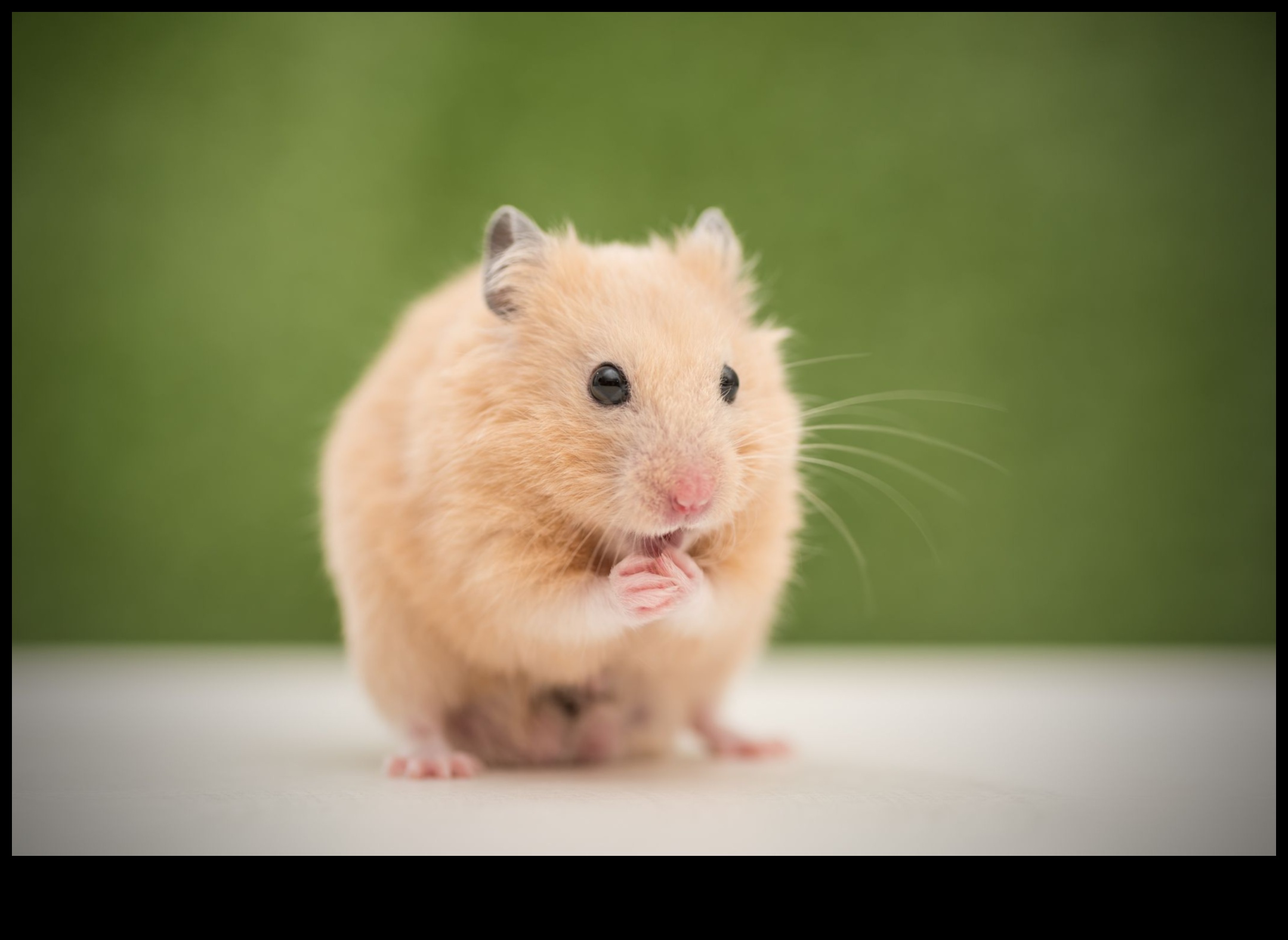 Continuarea rasei de hamsteri cu soiuri și caracteristici mai puțin cunoscute 5 Rase de hamsteri Continuare: soiuri și caracteristici mai puțin cunoscute
