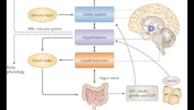 Alimentați-vă creierul Știința nutrienților și a funcției cognitive 6 Alimentarea strălucirii: impactul nutrienților asupra sănătății cognitive
