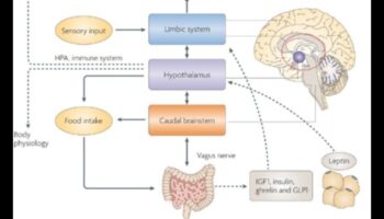 Alimentarea strălucirii: impactul nutrienților asupra sănătății cognitive