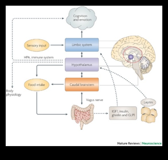 Alimentarea strălucirii: impactul nutrienților asupra sănătății cognitive