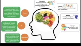 Alimentarea strălucirii: Macronutrienți pentru sănătatea cognitivă