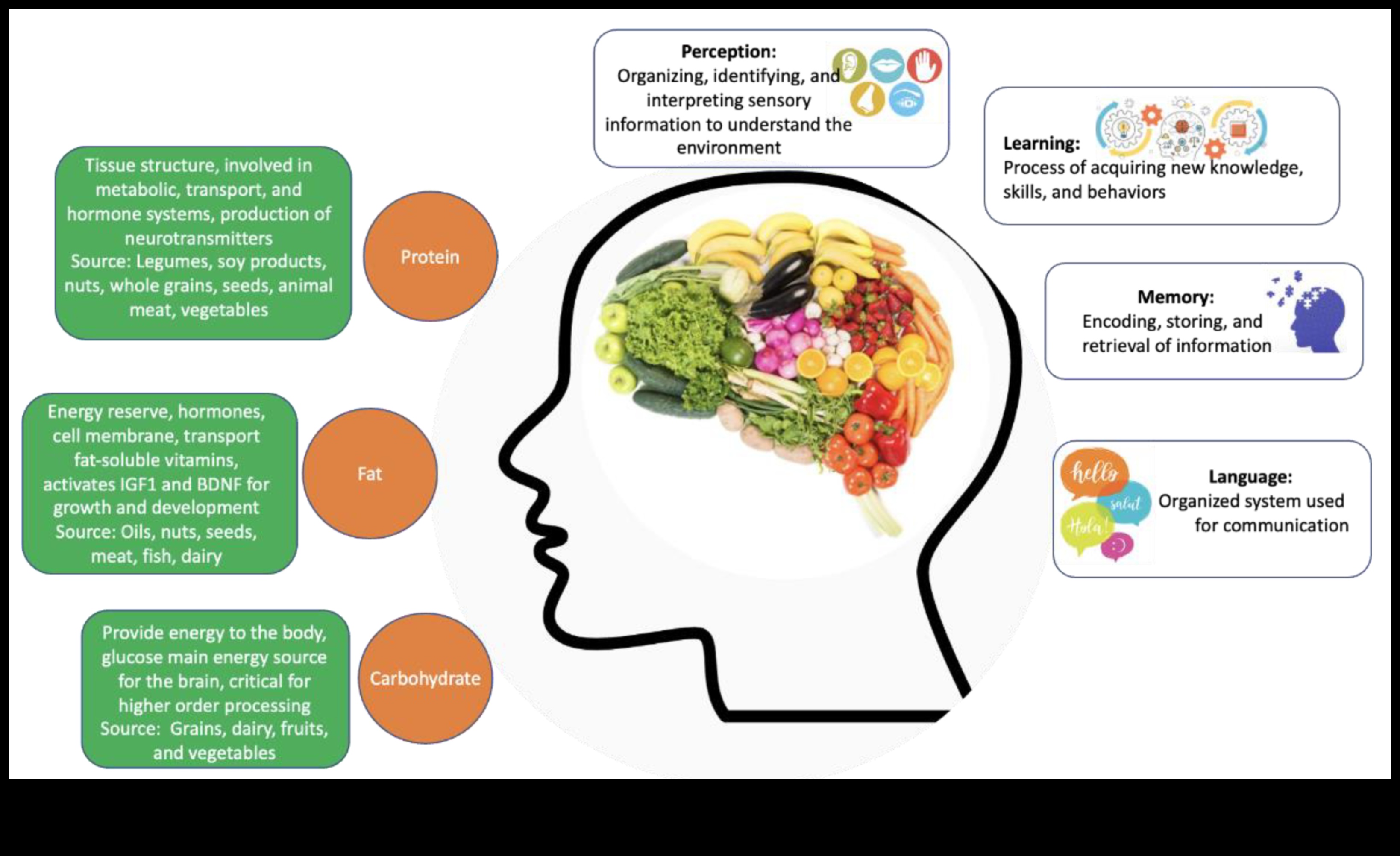 Alimentați-vă creierul cu cei mai buni macronutrienți pentru sănătatea cognitivă 1 Alimentarea strălucirii: Macronutrienți pentru sănătatea cognitivă