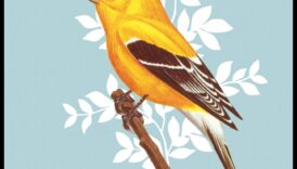 Arta limbajului păsărilor: interpretarea apelurilor și cântecelor