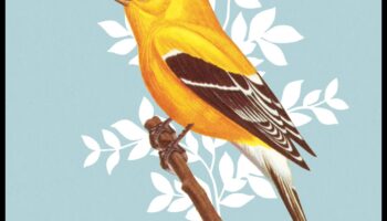 Arta limbajului păsărilor: interpretarea apelurilor și cântecelor