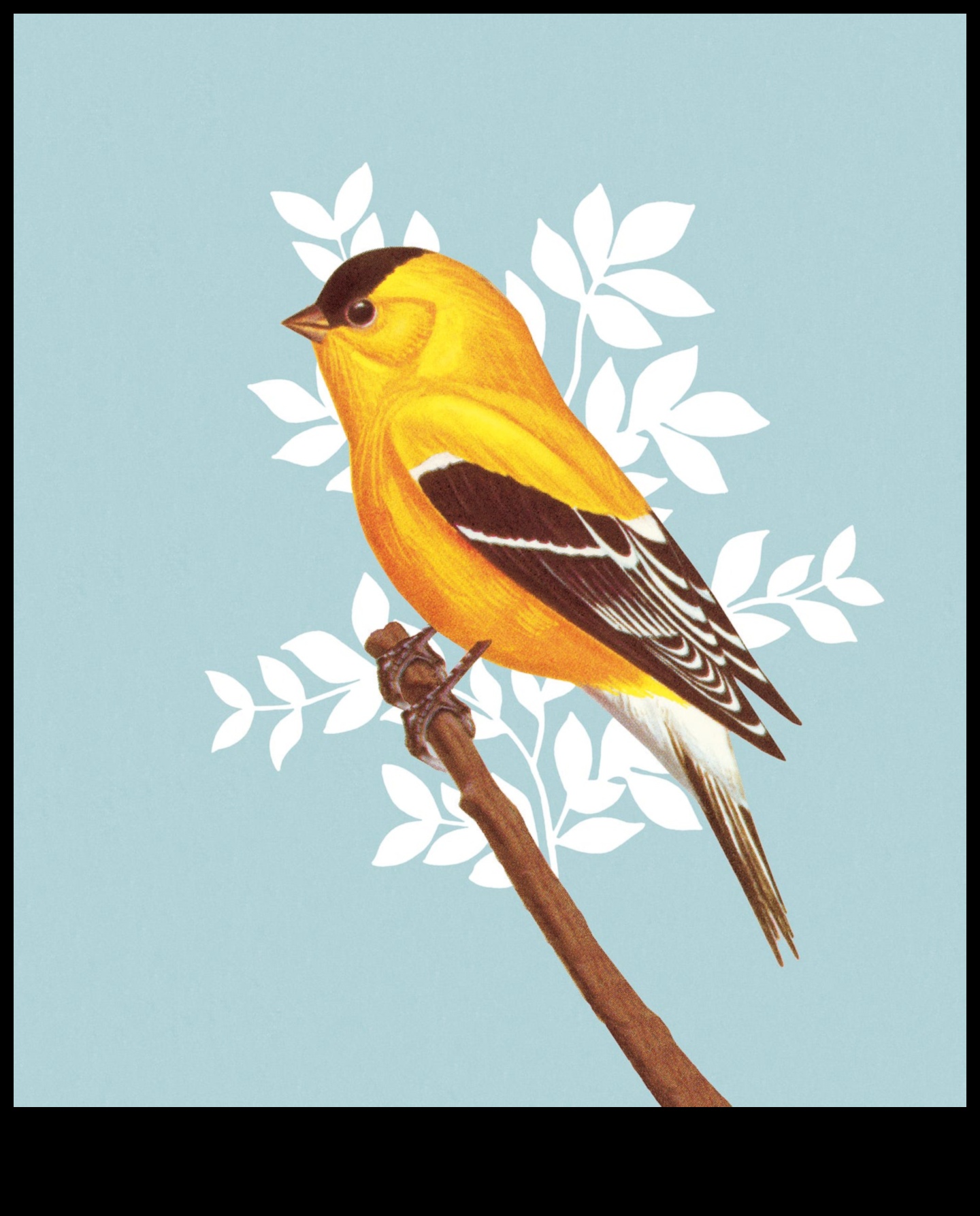 Arta de a interpreta apeluri și cântece în limbajul păsărilor 1 Arta limbajului păsărilor: interpretarea apelurilor și cântecelor