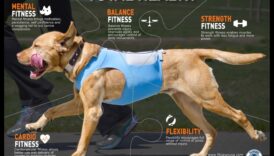Canine Cardio: distracție și fitness pentru un câine fericit și sănătos