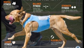 Canine Cardio: distracție și fitness pentru un câine fericit și sănătos