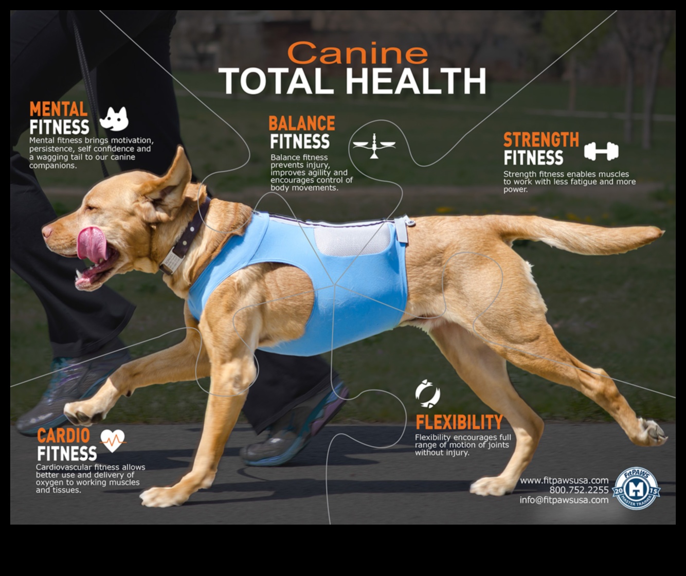 Distracție cardio canin și fitness pentru un câine fericit și sănătos 1 Canine Cardio: distracție și fitness pentru un câine fericit și sănătos