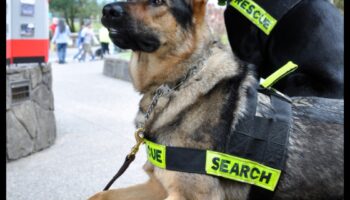 Cariere canine: dezlănțuirea potențialului câinilor de lucru