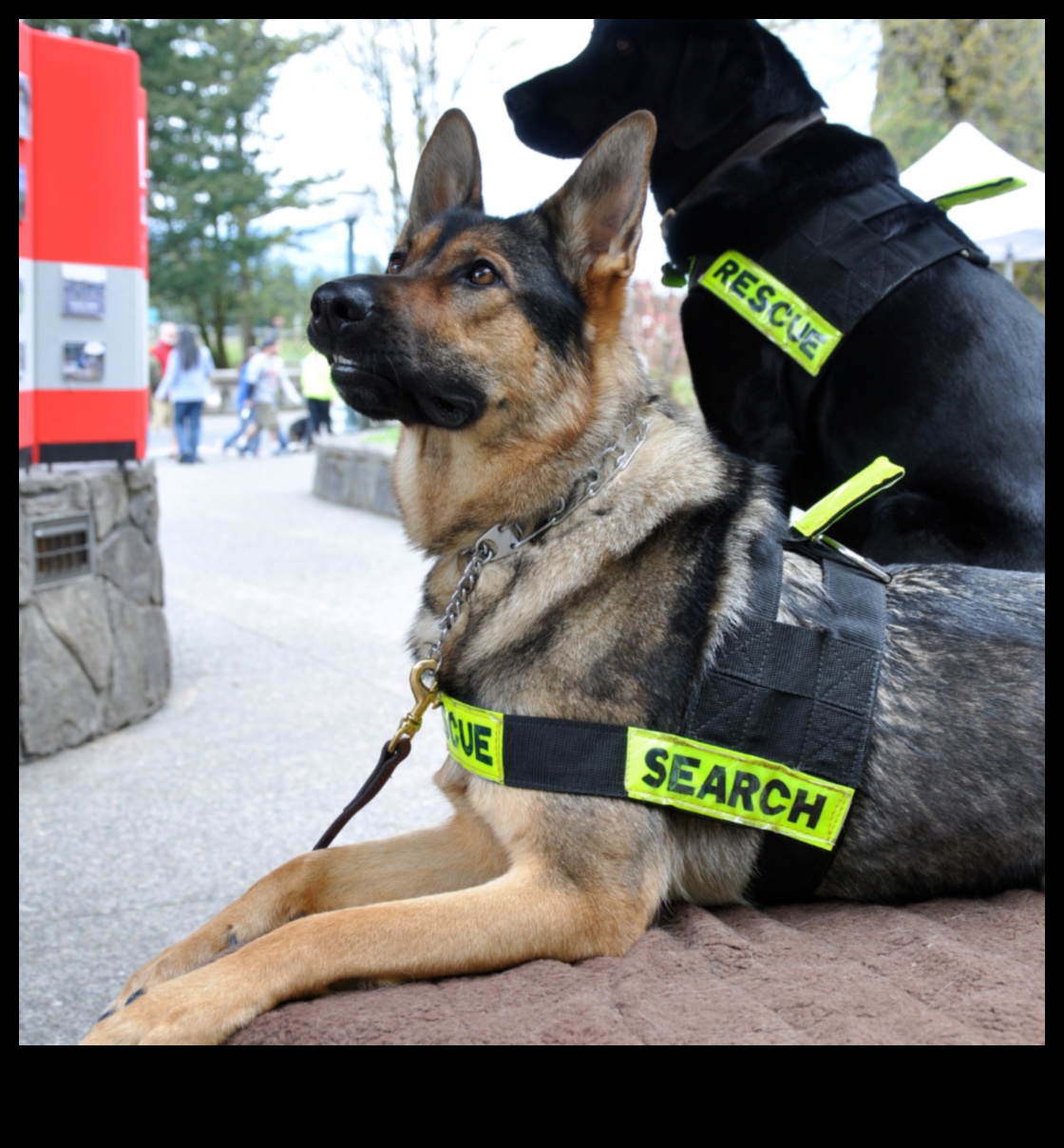 Cariere canine: dezlănțuirea potențialului câinilor de lucru