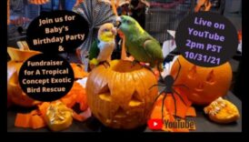 Casă de joacă catre petreceri cu papagali orisicine creează un spațiu sarbatoreste catre păsări 1 Casa de joacă pentru petrecerea papagalilor: crearea unui spațiu festiv pentru păsări