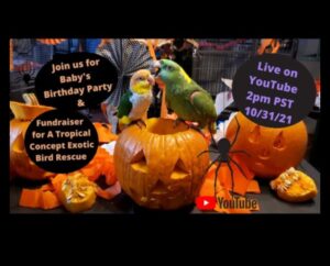 Casa de joacă pentru petrecerea papagalilor: crearea unui spațiu festiv pentru păsări