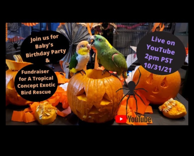 Casa de joacă pentru petrecerea papagalilor Crearea unui spațiu festiv pentru păsări 1 Casa de joacă pentru petrecerea papagalilor: crearea unui spațiu festiv pentru păsări