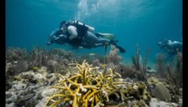 Coastal Chronicles a continuat să exploreze diverse ecosisteme marine 3 Cronicile de coastă a continuat: Explorarea diverselor ecosisteme marine