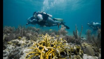 Cronicile de coastă a continuat: Explorarea diverselor ecosisteme marine