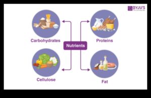 Ecuația nutrițională: deficiența de echilibrare pentru o sănătate optimă