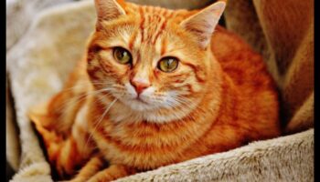 Însoțitori drăgălași: construiți legături puternice cu mai multe pisici