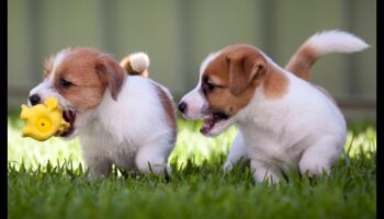 Pocket Pet Playdate: Socializarea animalelor mici pentru companie