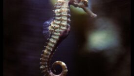 Lumea complicată a cailor de mare: dezvăluirea secretelor acestor pești unici