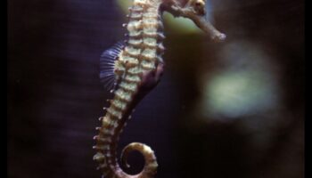 Lumea complicată a cailor de mare: dezvăluirea secretelor acestor pești unici