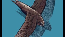 Migration Mysteres: The Incredible Journeys of Migratory Birds