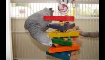 Parrot Play Palace Continuare: Adăugiri DIY pentru îmbogățire