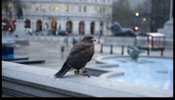 Păsări în spațiile urbane: adaptarea la viața orașului