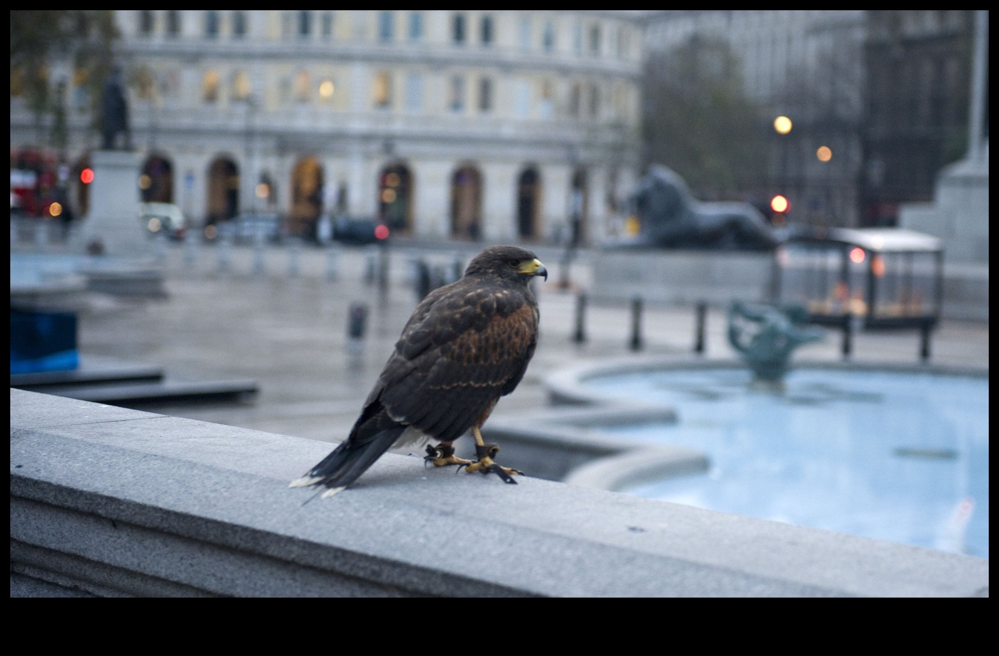 Păsările din spațiile urbane care se adaptează la viața orașului 1 Păsări în spațiile urbane: adaptarea la viața orașului