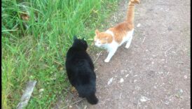 Prietenii feline: construirea de relații pozitive cu alte pisici