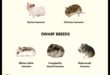 Rase de hamsteri Continuare: soiuri și caracteristici mai puțin cunoscute