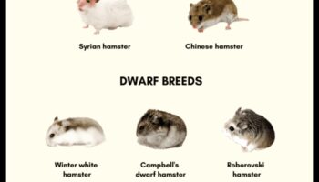 Rase de hamsteri Continuare: soiuri și caracteristici mai puțin cunoscute