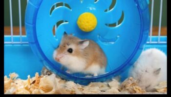 Roata distracției: Alegerea celei mai bune roți de exerciții pentru hamsterul tău